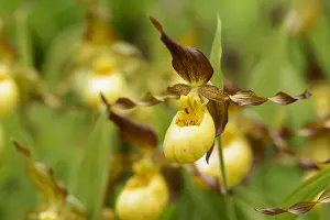 Slipper: Orchid, Lady's slipper orchid, Cypripedium Parville