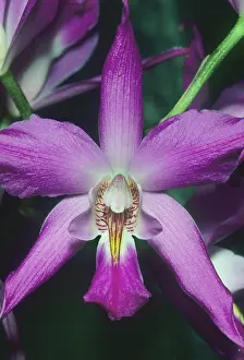 Orchid, (Laelia gouldiana), Mexico