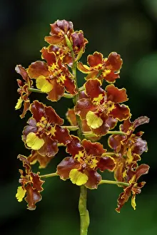 Choco: orchid, Las Tangaras Bird Reserve, Choco, Colombia