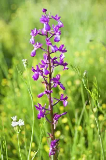 Loose: Orchid, Loose flowered orchid, Anacamptis laxiflora