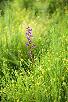 Loose: Orchid, Loose flowered orchid, Anacamptis laxiflora