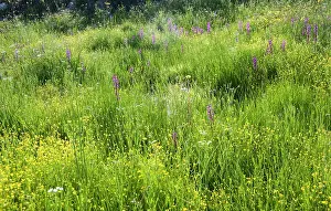 Loose: Orchid, Loose flowered orchid, Anacamptis laxiflora