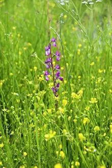 Loose: Orchid, Loose flowered orchid, Anacamptis laxiflora