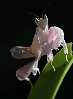 Java: Orchid manthis (Hymenopus coronatus) Female on v