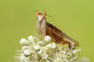 Coronatus: Orchid mantis - adult male - Taken under controlled