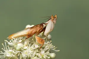 Coronatus: Orchid mantis - adult male - Taken under controlled
