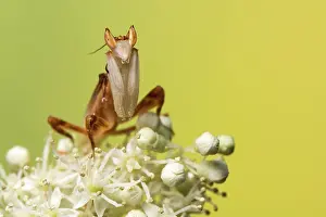 Coronatus: Orchid mantis - adult male - Taken under controlled