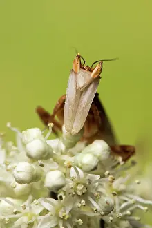 Coronatus: Orchid mantis - adult male - Taken under controlled