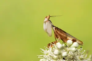 Coronatus: Orchid mantis - adult male - Taken under controlled