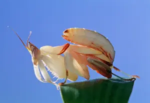 Coronatus: Orchid Mantis - juvenile