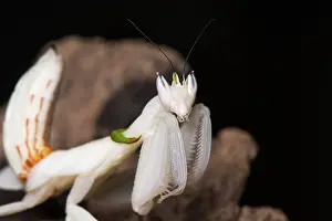 Coronatus: Orchid mantis - mature female - Taken under controlled