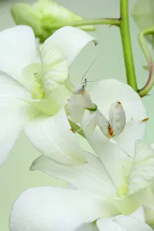 Hymenopus: Orchid Mantis - on orchid showing camouflage