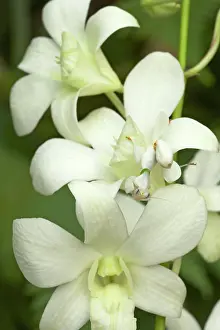 Showing: Orchid Mantis - on orchid showing camouflage