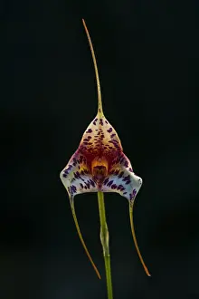 Nacional: orchid (Masdevallia chaparensis x veitchiana) Parque