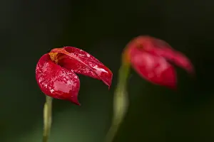 Nacional: orchid (Masdevallia ignea) endemic to Colombia