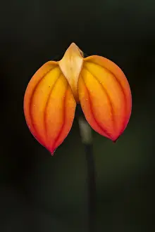 Nacional: orchid (Masdevallia ignea) Parque Nacional Natural