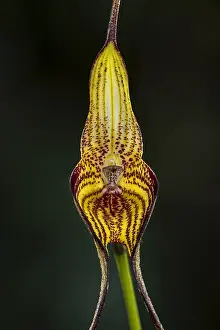 Nacional: orchid (Masdevallia manoloi) Parque Nacional Natural