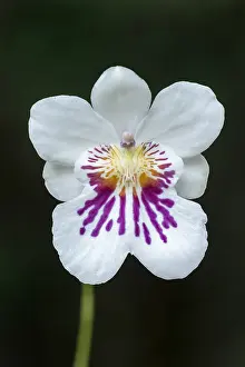 Nacional: orchid (Miltoniopsis phalaenopsis) Parque Nacional
