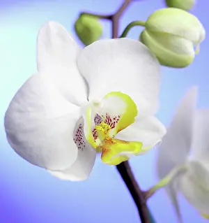 Jupiter: Orchid, Moth orchid