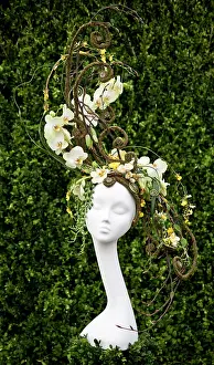 Phalaenopsis: Orchid, Moth orchid