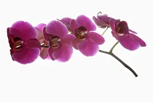 Tender: Orchid, Moth orchid, Phalaenopsis cultivar, Pink