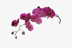 Tender: Orchid, Moth orchid, Phalaenopsis cultivar, Pink