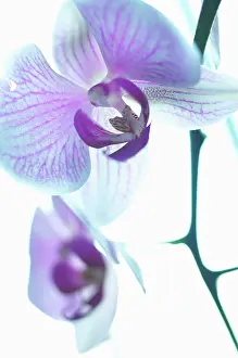 Dreamlike: Orchid, Moth orchid, Phalaenopsis, Studio shot of