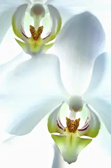 Spiritual: Orchid, Moth orchid, Phalaenopsis, White subject