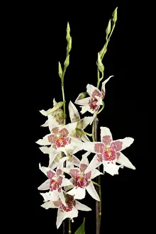Odontoglossum: Orchid - Odontoglossum Tahoma
