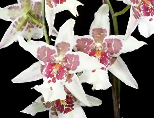 Odontoglossum: Orchid - Odontoglossum Tahoma