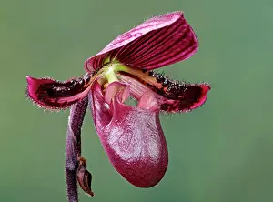 Paphiopedilum: Orchid - Paphiopedilum Black Jack