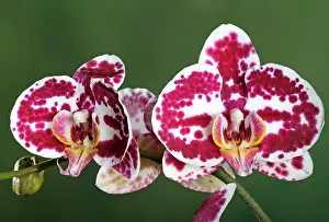 Julia: Orchid - Phalaenopsis Elegant Julia Orchid