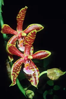 Patterned: Orchid, (Phalaenopsis mannii), India