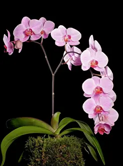 Sacramento: Orchid - Phalaenopsis Sacramento