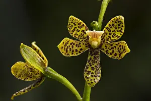 Nacional: orchid (Prosthechea crassilabia) Parque Nacional