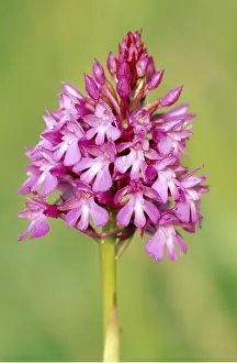 Orchids: ORCHID - pyramidal close-up