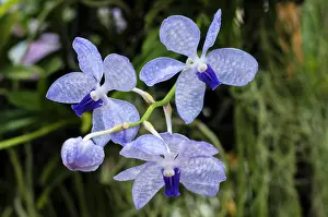 Epiphyte: Orchid, The Shy Blue Vanda