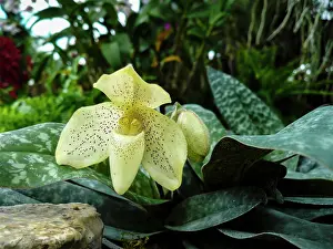 Slipper: Orchid, Slipper orchid