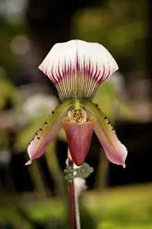 Slipper: Orchid, Slipper orchid