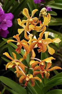 Siam: Orchid, Spider orchid