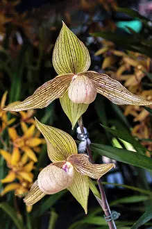 Paphiopedilum: Orchid, Spider orchid