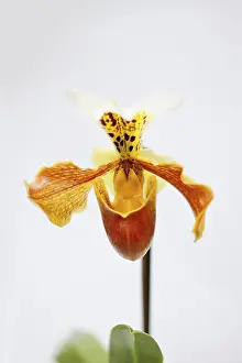 Peach: Orchid, Studio shot of peach coloured flower.----