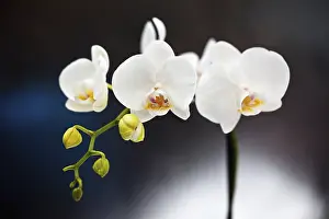 270218: Orchid, Studio shot of white coloured flower.----
