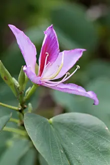 Variegata: Orchid tree, Bauhinia variegata, purple flower
