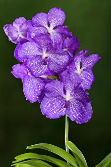 Vanda: Orchid - Vanda Blue Magic Orchid