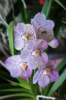 Siam: Orchid. Vanda coerulea hybrid at the 2011 Orchid Festival in Chiang Mai