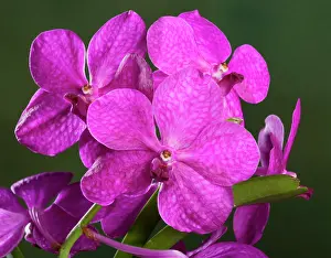 Vanda: Orchid - Vanda Mikasa Mix