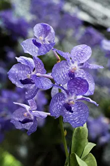 Siam: Orchid, Vanda orchid