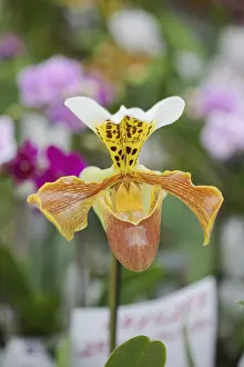 270218: Orchid, Yellow coloured flower growing outdoor.----