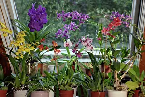 Windowsill: Orchids, Hybrid assortment - in living room